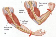Concept Muscles and Exercise