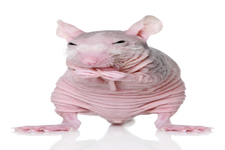 Concept Mutation Effects