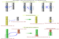 Concept Mutation Types