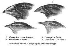Concept Natural Selection