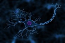 Concept Nerve Cells and Nerve Impulses