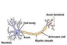 Concept Nerve Cells