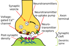 Concept Nerve Impulses