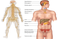 Concept Nervous and Endocrine Systems