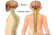 Concept Nervous System