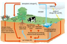 Concept Nitrogen Cycle in Ecosystems