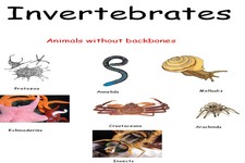 Concept Non-mammalian Vertebrates