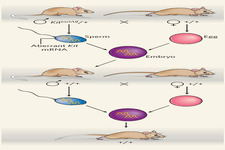 Concept Non-Mendelian Inheritance
