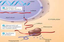 Concept Nucleic Acid Classification