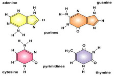 Concept Nucleic Acids