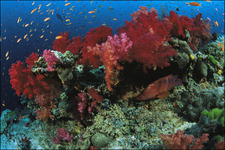 Concept Ocean Ecosystems