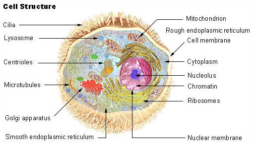 Concept Organelles