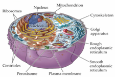 Concept Other Cell Organelles
