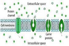 Concept Passive Transport
