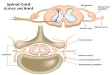 Concept Peripheral Nervous System