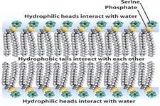 Concept Phospholipid Bilayers
