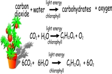 Concept Photosynthesis Reactions
