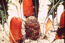 Concept Plant Adaptations