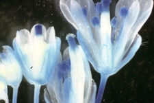 Concept Plant Biology