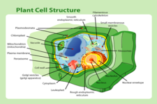 Concept Plant Cells