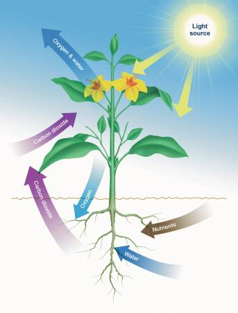 Concept Plant Characteristics