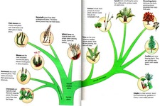 Concept Plant Classification