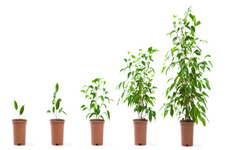 Concept Plant Growth