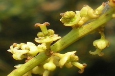Concept Plant Hormones