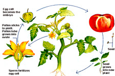 Concept Plant Life Cycle Overview