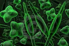 Concept Plant-like Protists