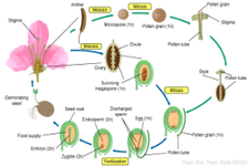 Concept Plant Reproduction and Life Cycle