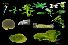 Concept Plant Responses