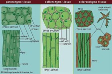 Concept Plant Tissues