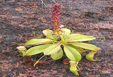 Concept Plants' Adaptations for Life on Land