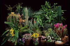 Concept Plants