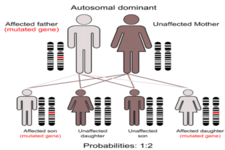 Concept Polygenic Traits