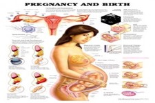Concept Pregnancy and Childbirth