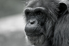 Concept Primates