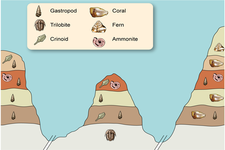 Concept Principle of Horizontality