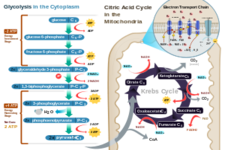 Concept Process of Cellular Respiration