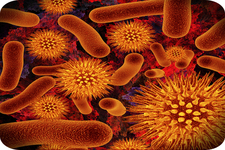 Concept Prokaryote Classification