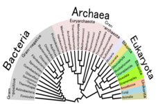 Concept Prokaryote Evolution