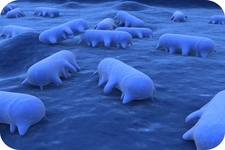 Concept Prokaryote Habitats
