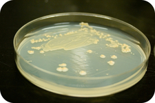 Concept Prokaryote Metabolism