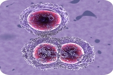 Concept Prokaryote Reproduction