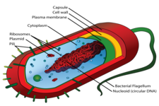 Concept Prokaryote Structure