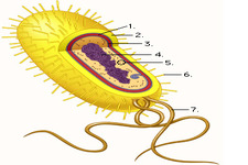 Concept Prokaryotic Features