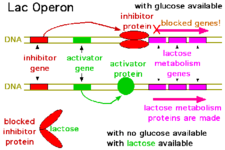 Concept Prokaryotic Gene Regulation