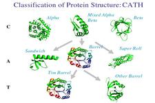 Concept Protein Classification