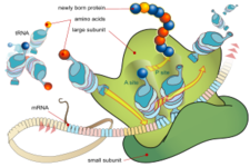 Concept Protein Synthesis and Gene Expression